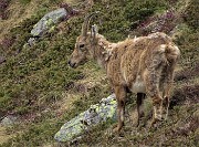 Laghi Gemelli dalle Baite di Mezzeno, fiori, stambecchi e ancora neve (4giu21) - FOTOGALLERY